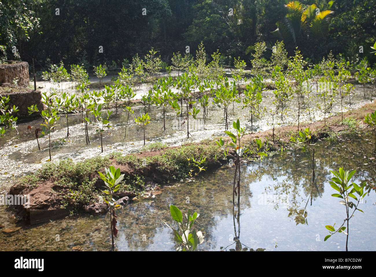 Giovani mangrovie piantati per la depurazione di acqua Haller Park Mombasa Kenya Foto Stock