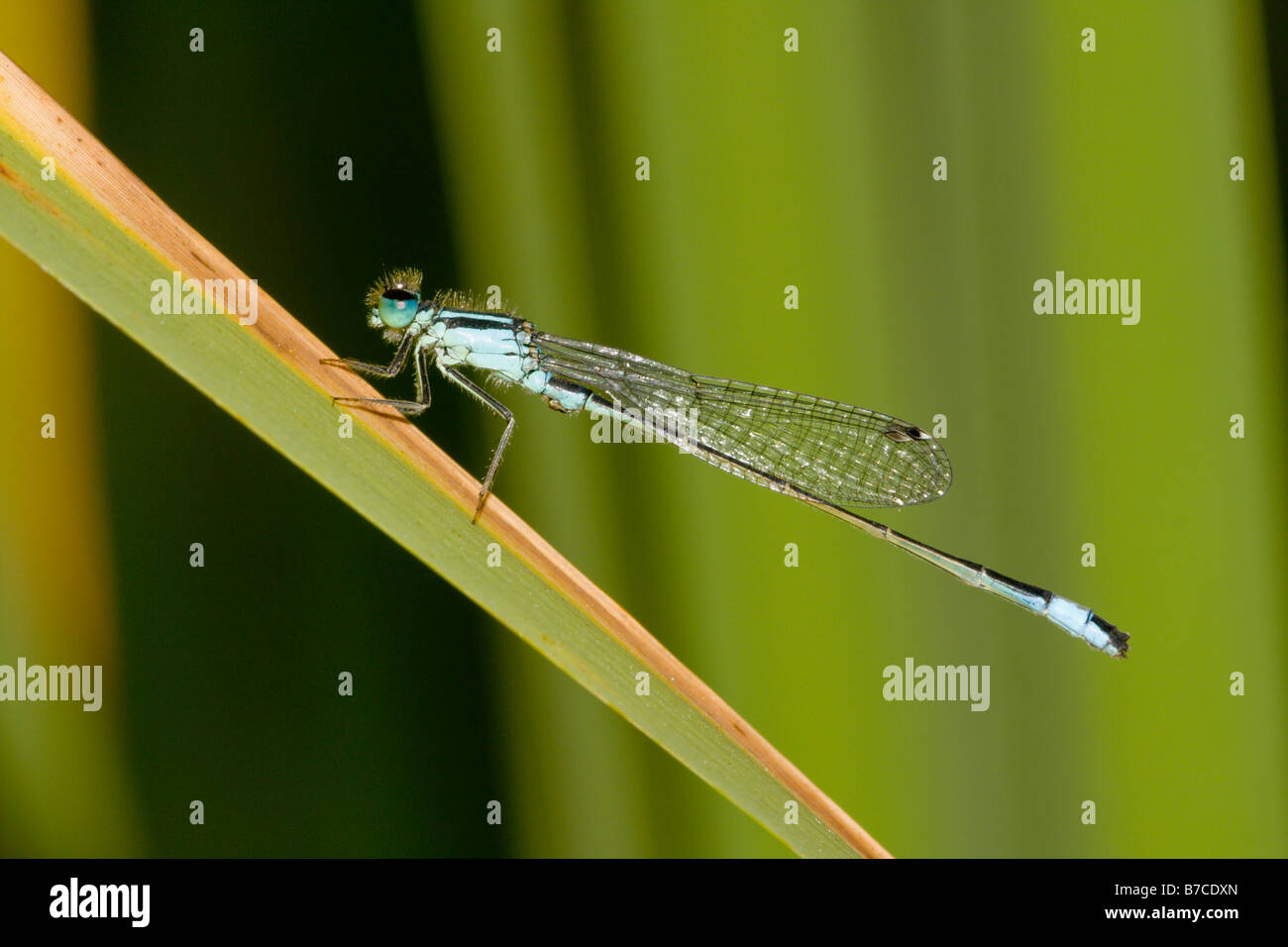 Blu maschio Damselfly codato Ishnura elegans sulla lamina Foto Stock