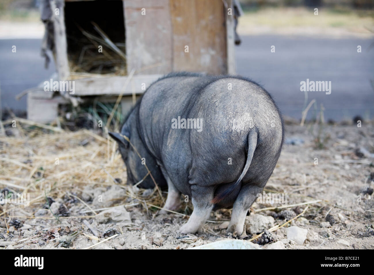 Panciuta femmine gravide di maiale (Vietnam) di allevamento Foto Stock