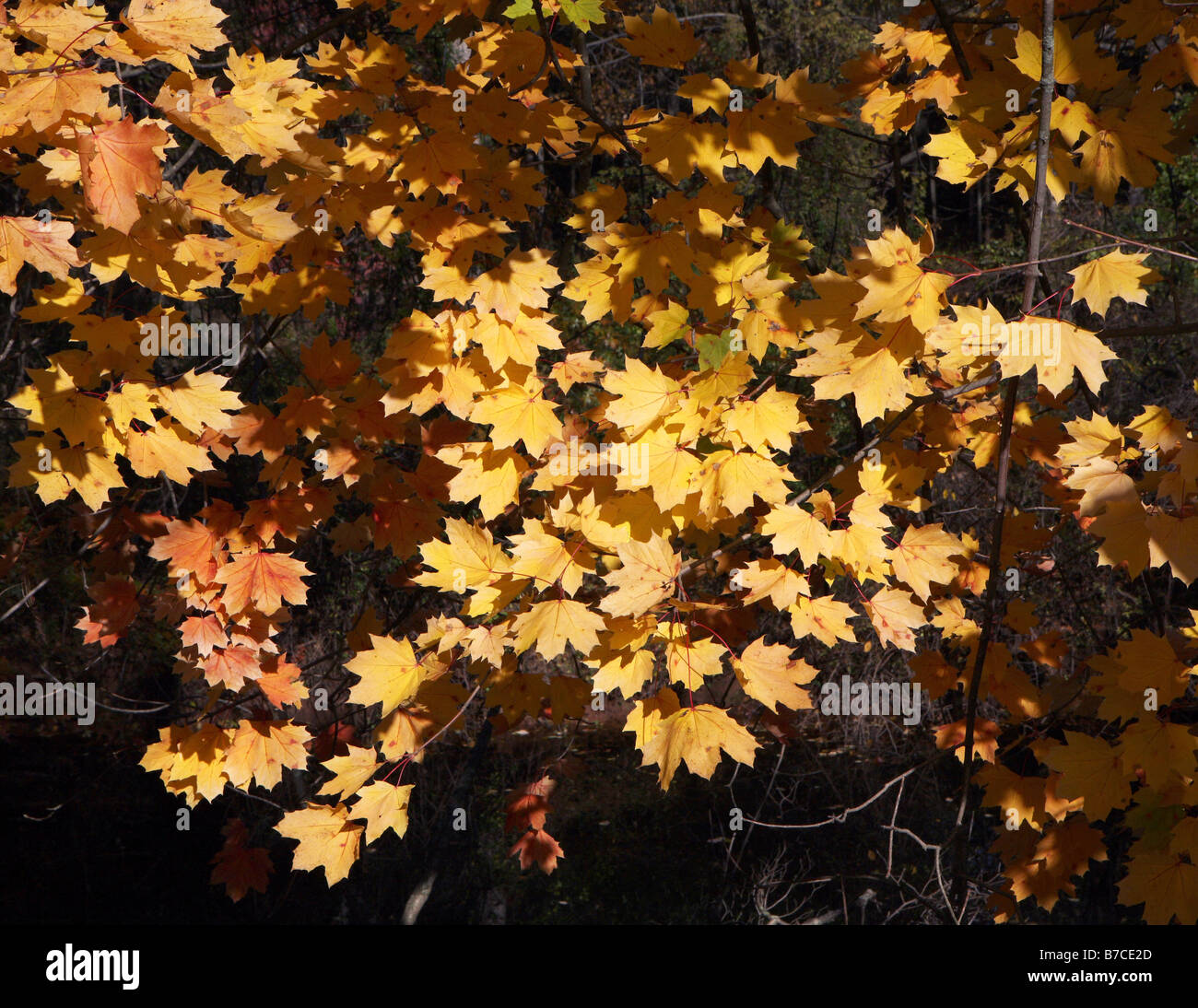 Un ramo di albero di giallo foglie di acero girato in autunno. Foto Stock