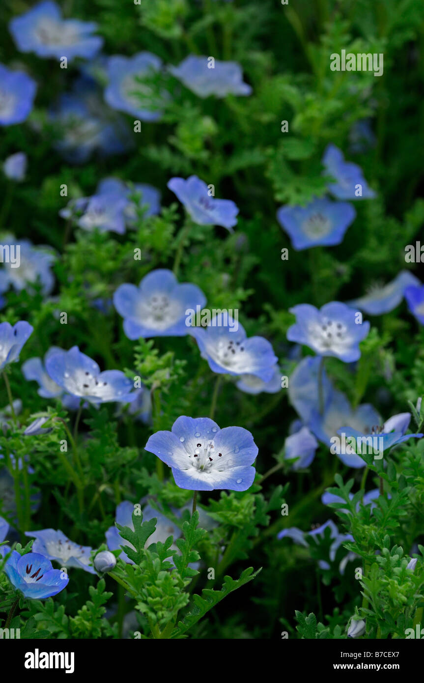 Nemophila menziesii 'baby blue eyes' a fioritura primaverile di fiori annuali bloom blossom Foto Stock