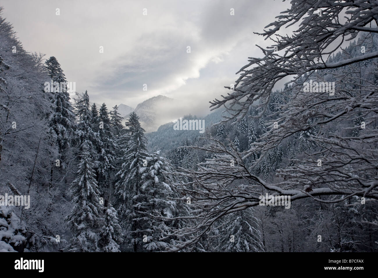 Alberi innevati nelle montagne di Baviera Germania Foto Stock