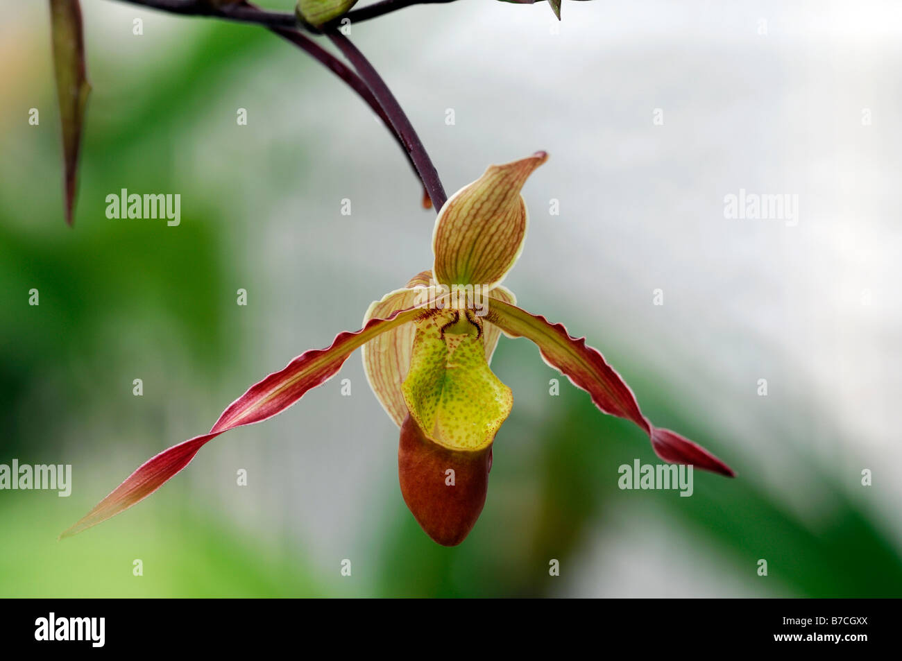 Phragmipedium longifolium phrag Orchid singolo fiore rosa verde fogliame Scarpetta di Venere Foto Stock