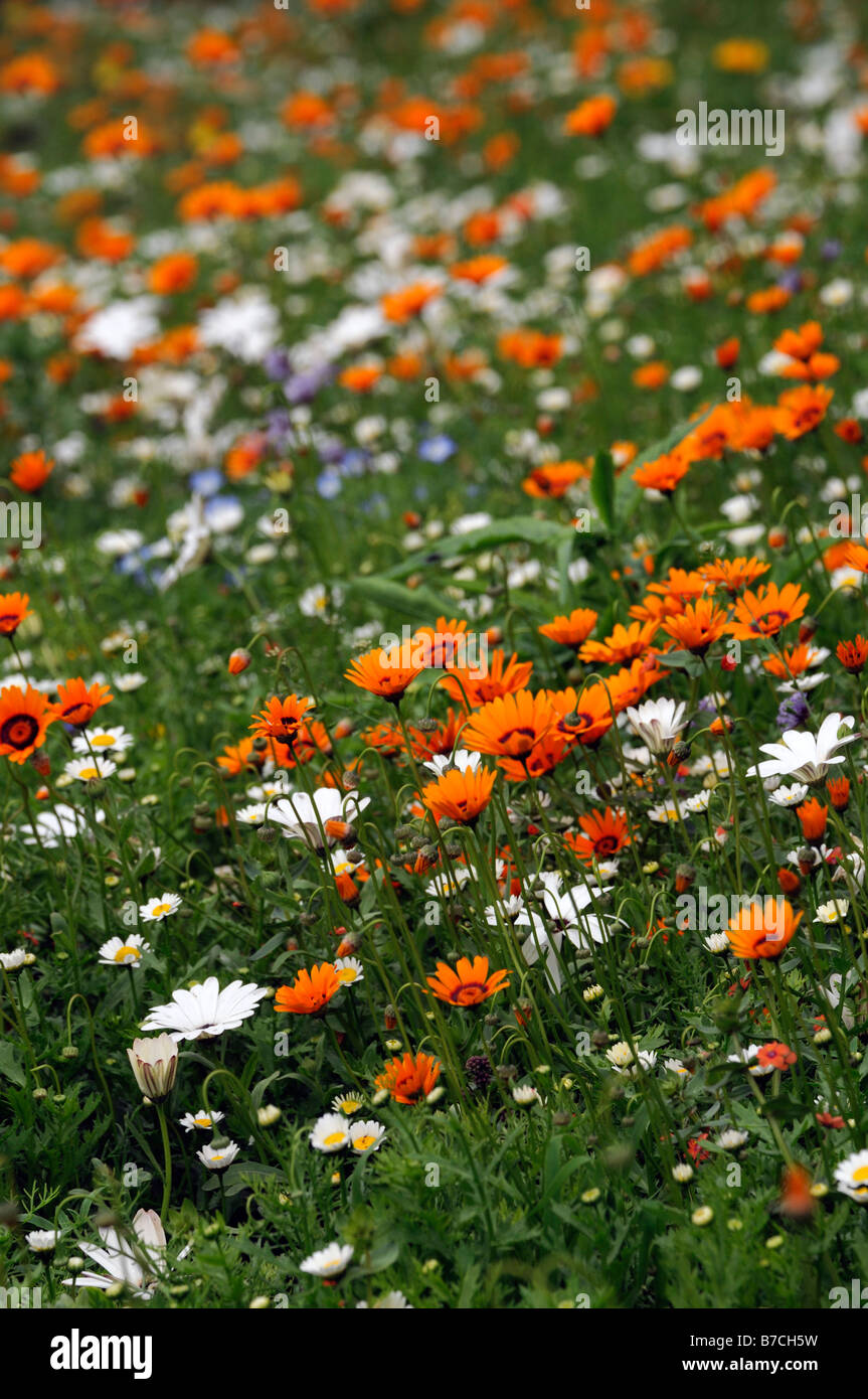 Mix di fiori selvaggi Bohemian Rhapsody bianco arancione viola flower blossom massa bloom tappeto di fiori Foto Stock