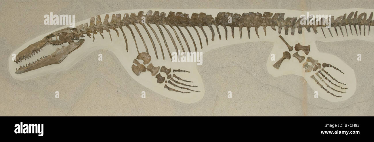 Mosasaur fossili, acquatico rettile, Platecarpus (sp). tardo Cretaceo, Niobrara Chalk Formazione, Kansas Foto Stock