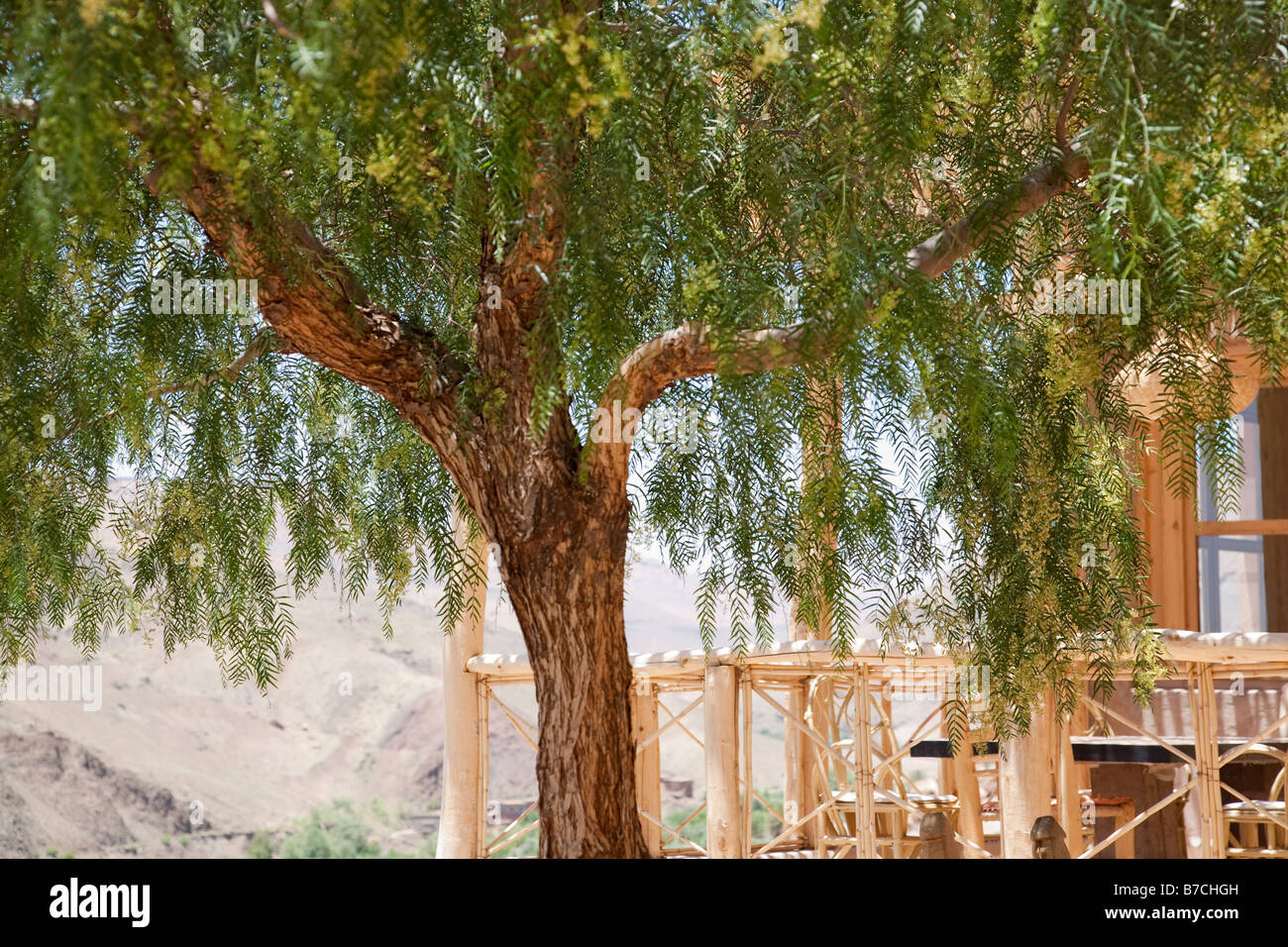 Una struttura ad albero fornisce ombra sulla terrazza del Irocha guest house nel piccolo borgo agricolo in Marocco Atlas Mountains Foto Stock