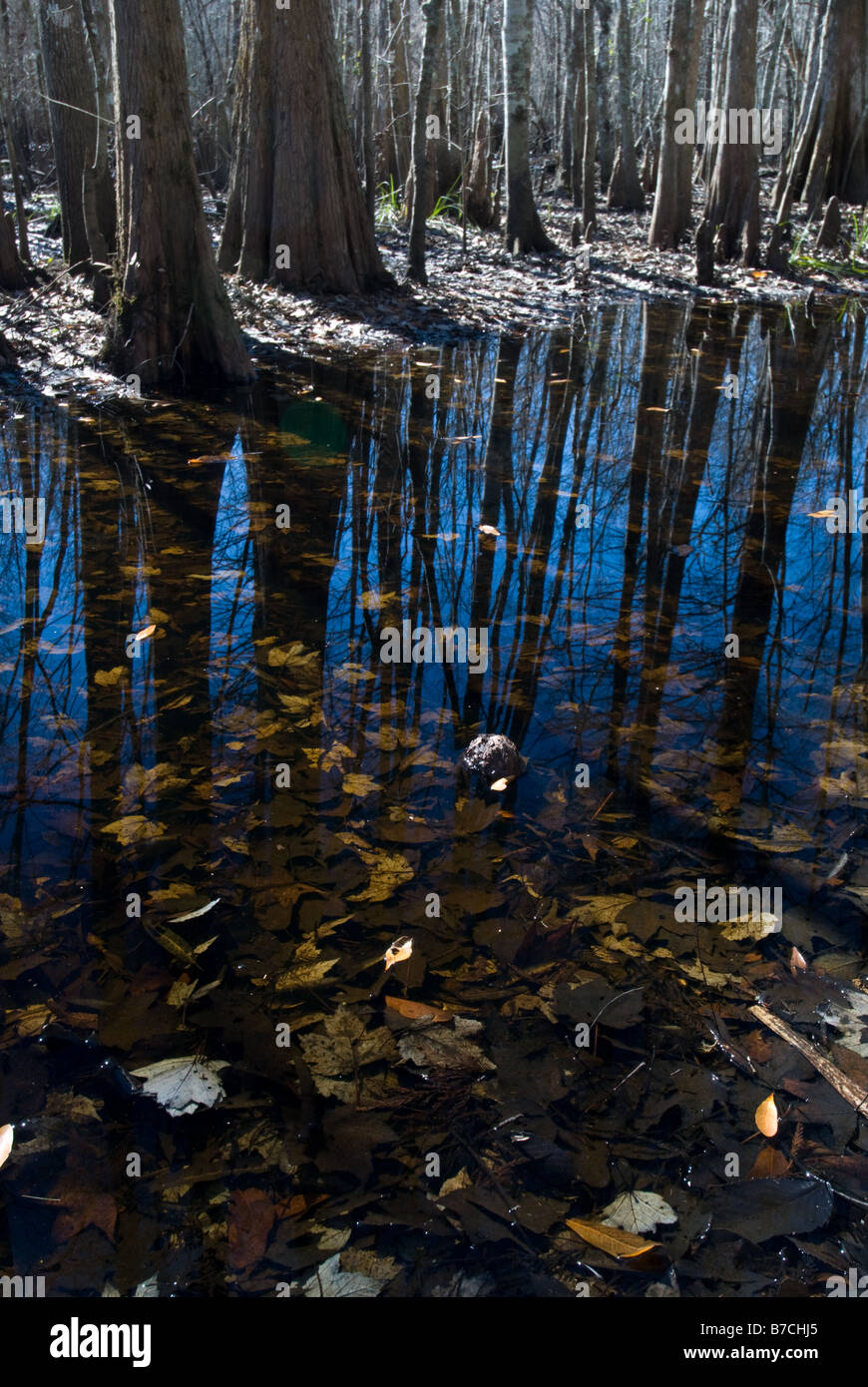 Un inverno a vista di una scena lungo l'I'su Swamp Trail, Carolina del Sud. Foto Stock