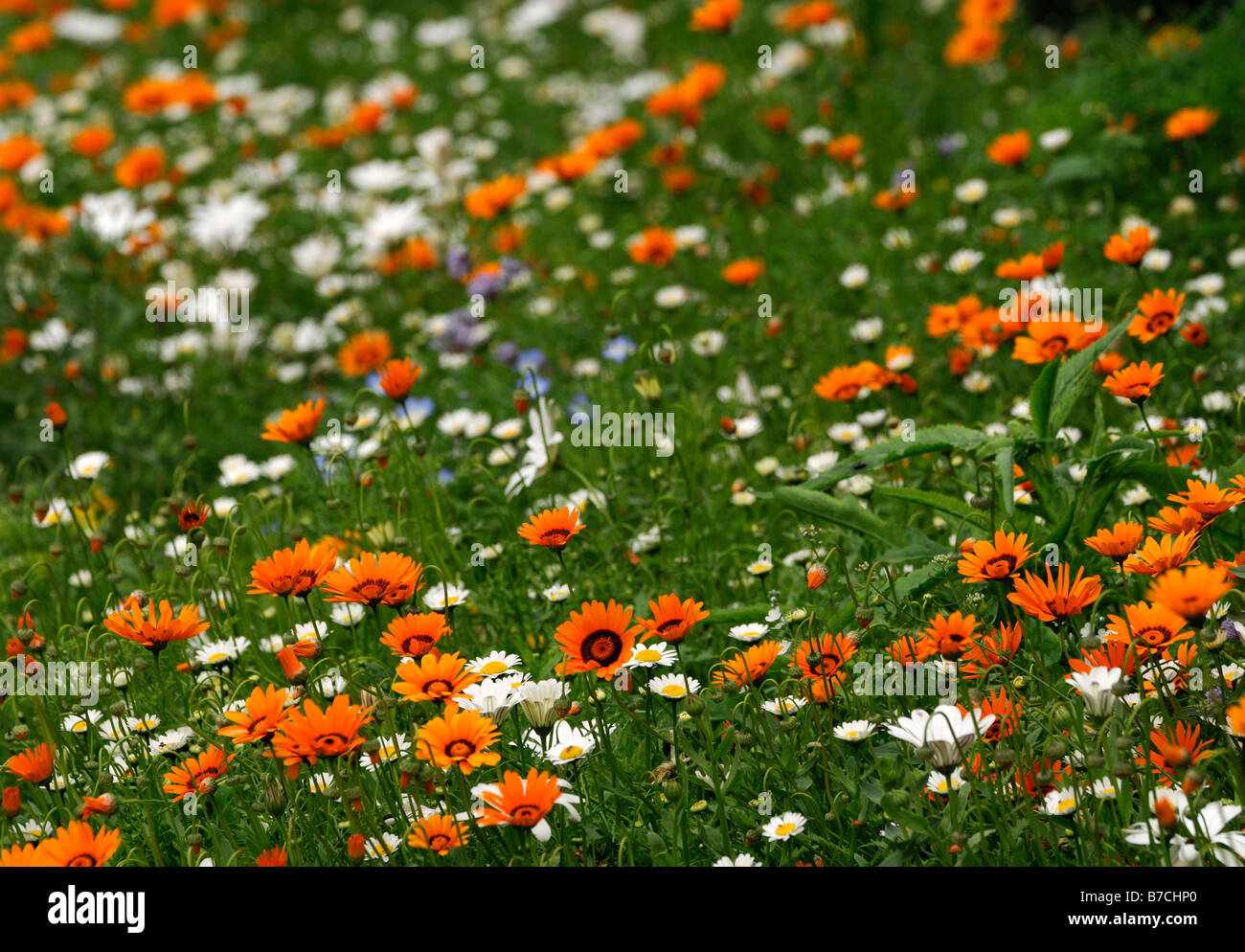 Mix di fiori selvaggi Bohemian Rhapsody bianco arancione viola flower blossom massa bloom tappeto di fiori Foto Stock