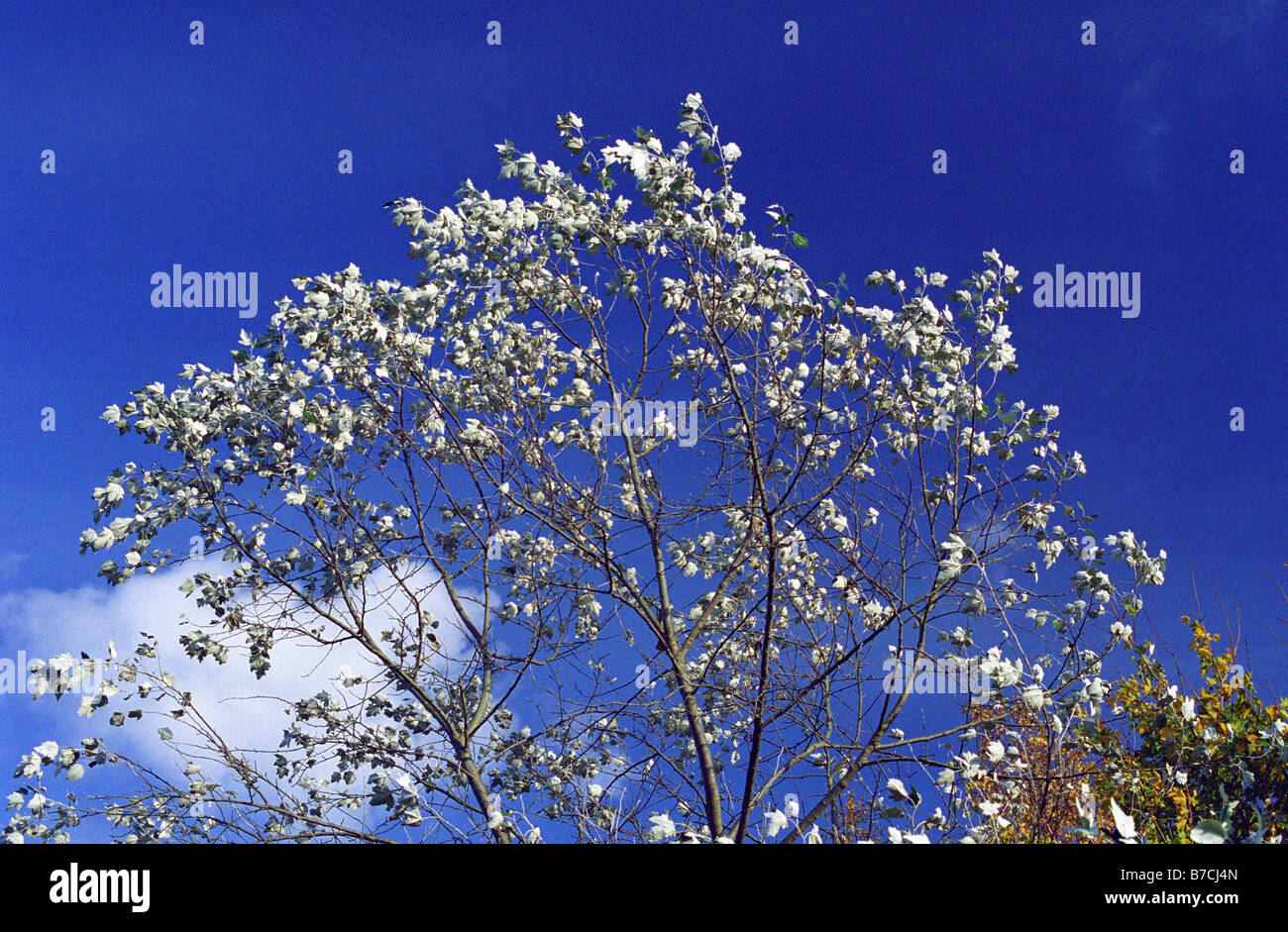 Argento (pioppo pioppo bianco) Tree, Sankey Valley Park, Warrington, Inghilterra, Autunno 2008 Foto Stock