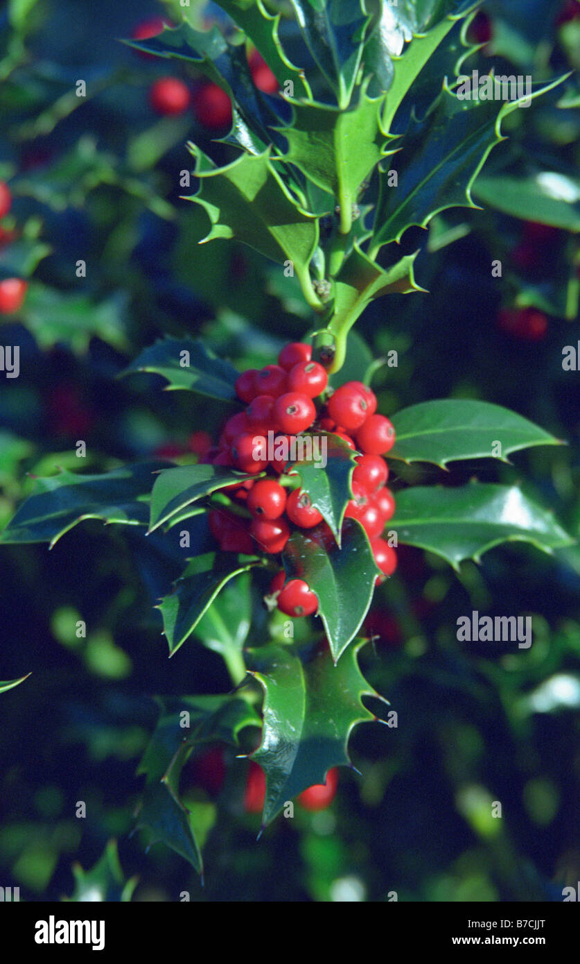 Holly, Sankey Valley Park, Warrington, Inghilterra, Autunno 2008 Foto Stock