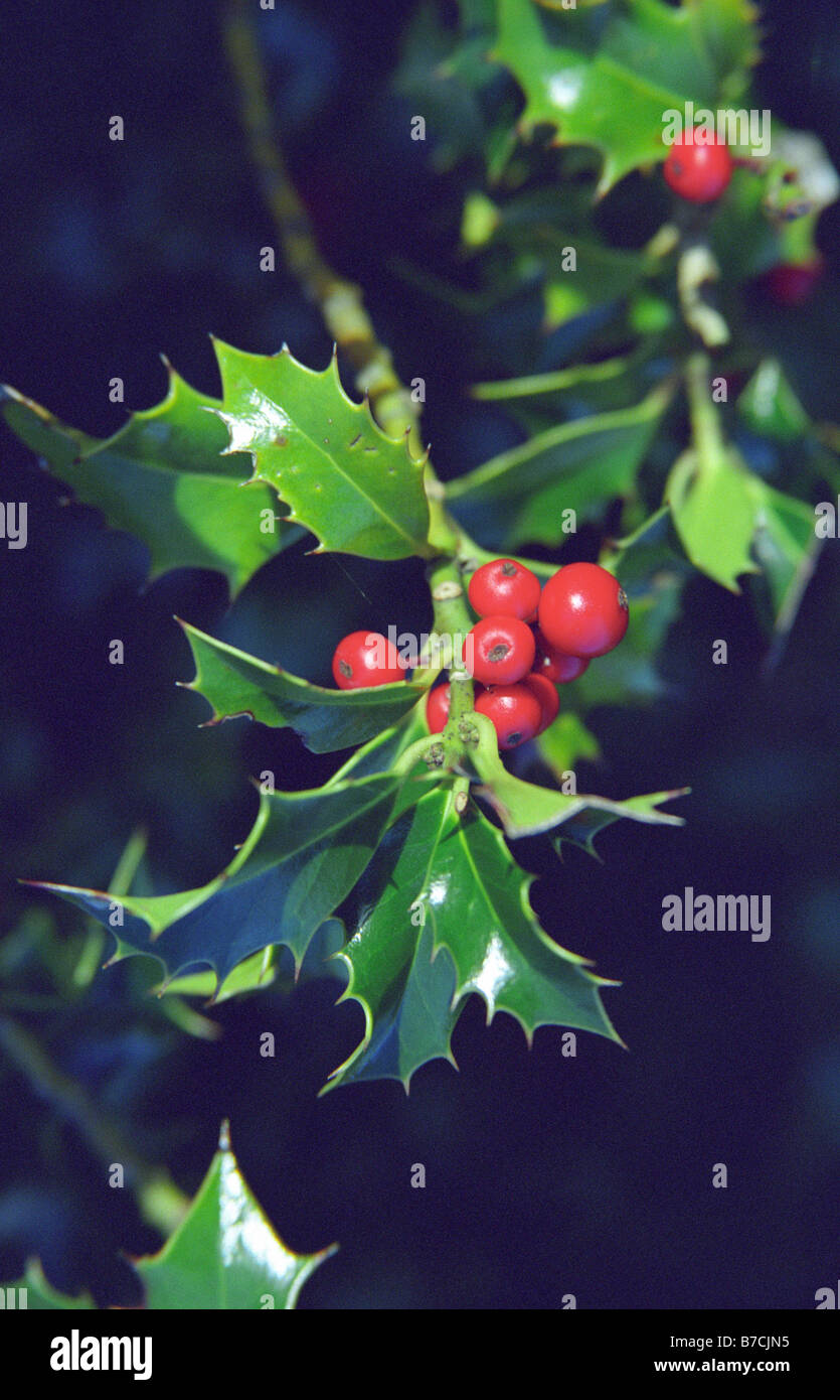 Holly, Sankey Valley Park, Warrington, Inghilterra, Autunno 2008 Foto Stock