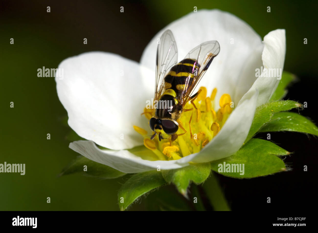 Alimentazione Hoverfly su fragola Blossom Foto Stock