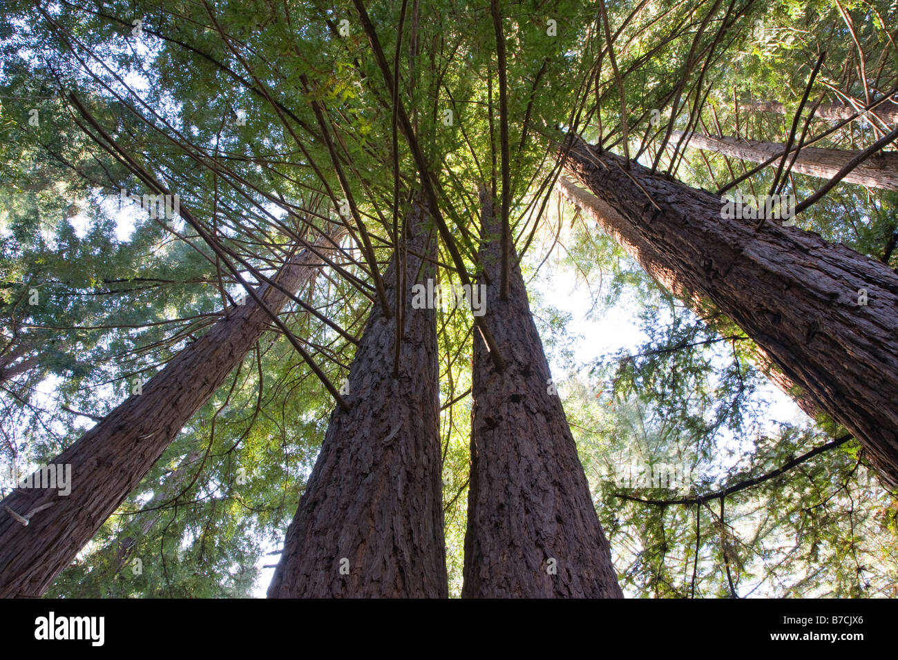 Alberi di sequoia vicino al Big Sur Lodge, Julia Pfeiffer Burns State Park, Big Sur Costa, CALIFORNIA, STATI UNITI D'AMERICA Foto Stock