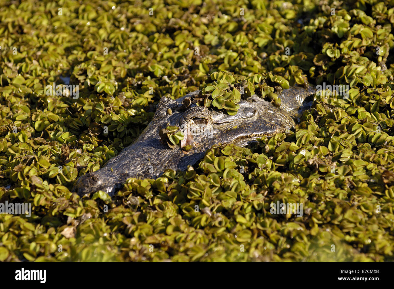 Caimano dagli occhiali (Caiman crocodilus yacare), tra piante acquatiche, Brasile, Pantanal Foto Stock