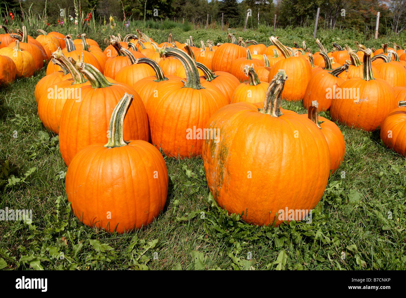 Zucche in un mercato di fattoria nel maine usa Foto Stock