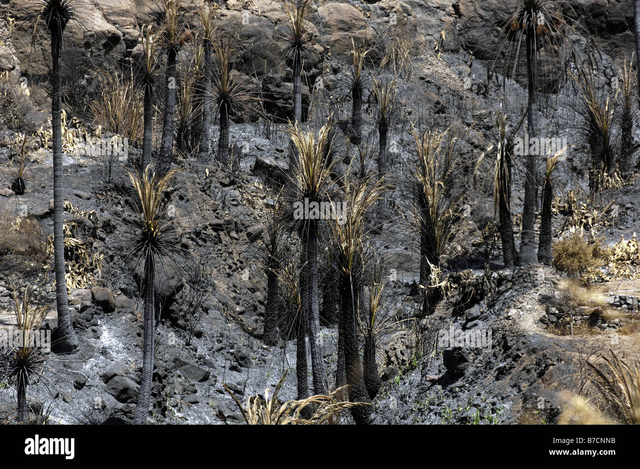 Foresta di palme bruciate dagli incendi forestali nel 2007, Canarie, Gran Canaria Foto Stock