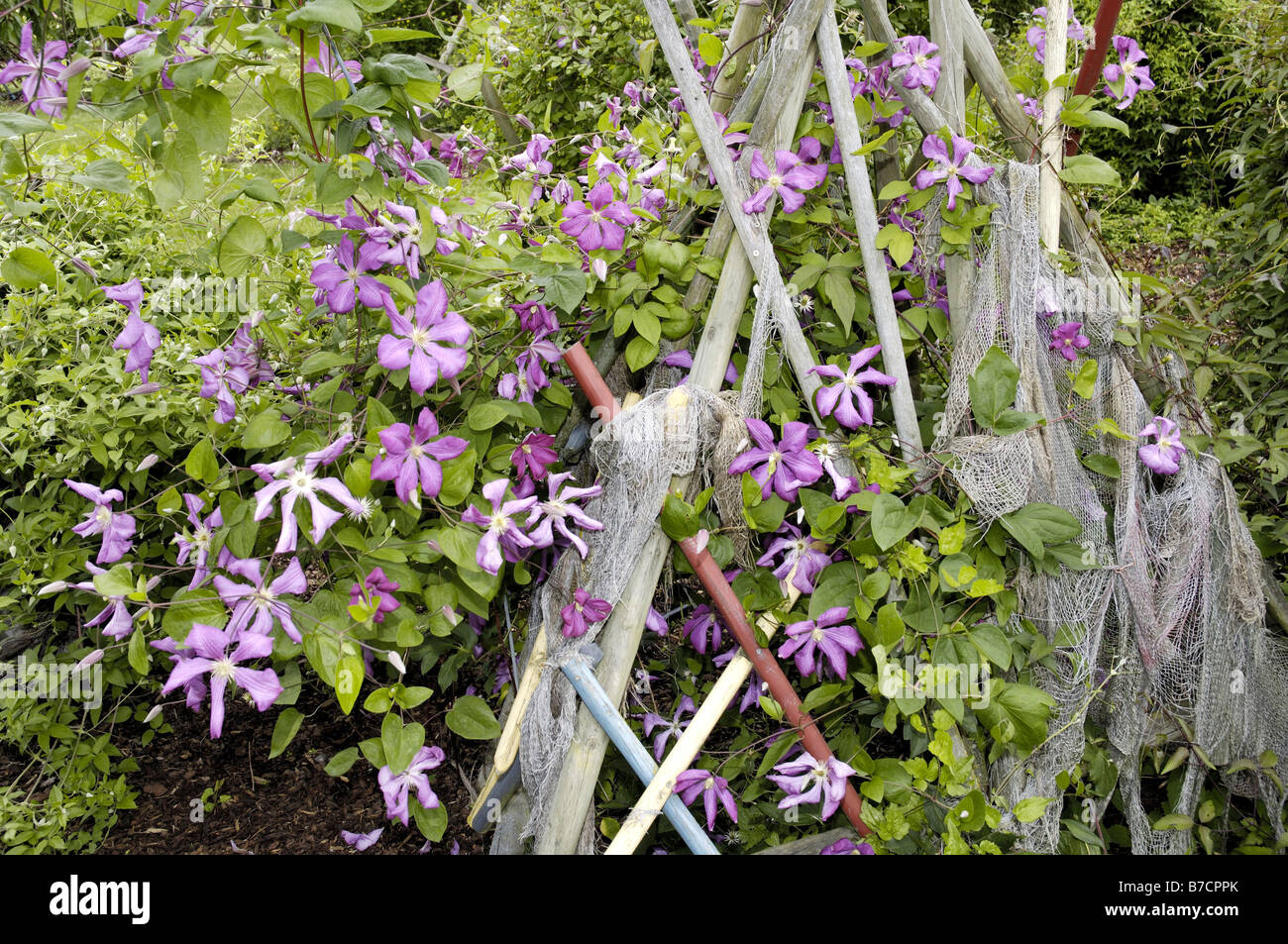 Clematis, vergini-bower (Clematis 'Margot Koster', Clematis Margot Koster), rigogliosa pianta Foto Stock