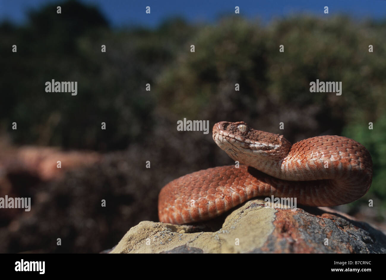 Cyclades blunt-becchi viper, Milos viper (Macrovipera schweizeri), rosso moph, Grecia MILOS Foto Stock