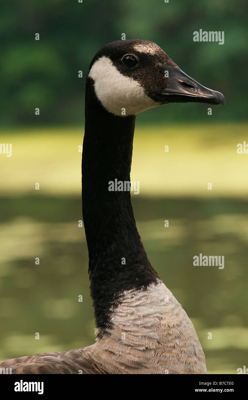 Vista dettagliata del Canada Goose dal collo fino Foto Stock