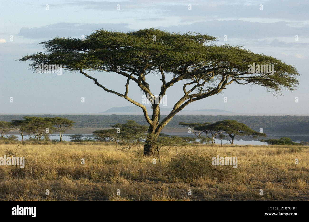Ombrello tre Masai Mara Foto Stock