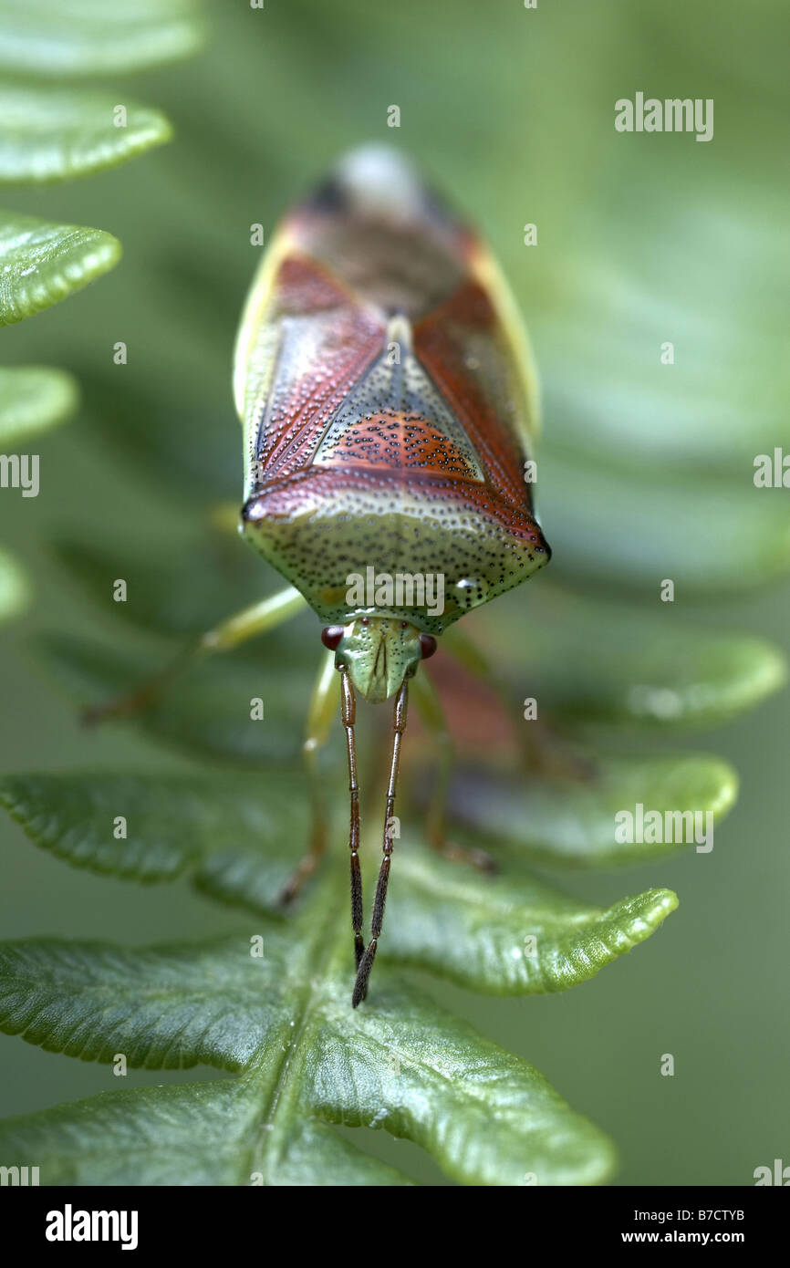 Protezione di betulla Bug Elasmostethus interstinctus Foto Stock