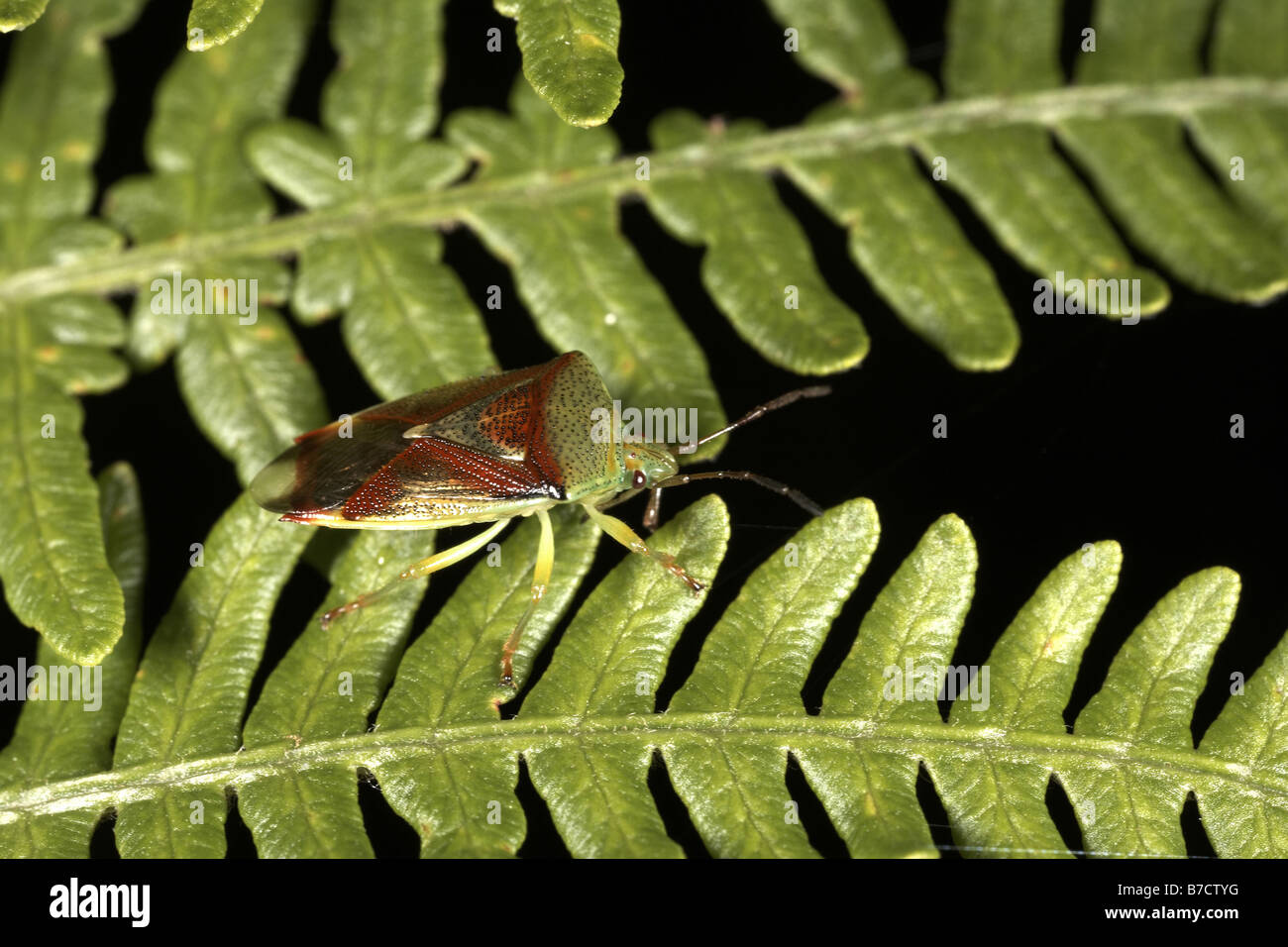 Protezione di betulla Bug Elasmostethus interstinctus Foto Stock