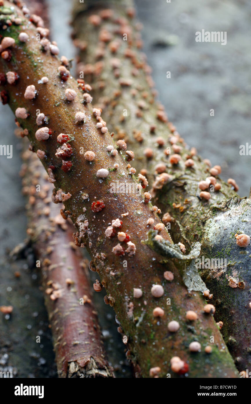 SPOT di corallo fungo NECTRIA CINNABARINA su carpino Carpinus betulus ramoscelli Foto Stock