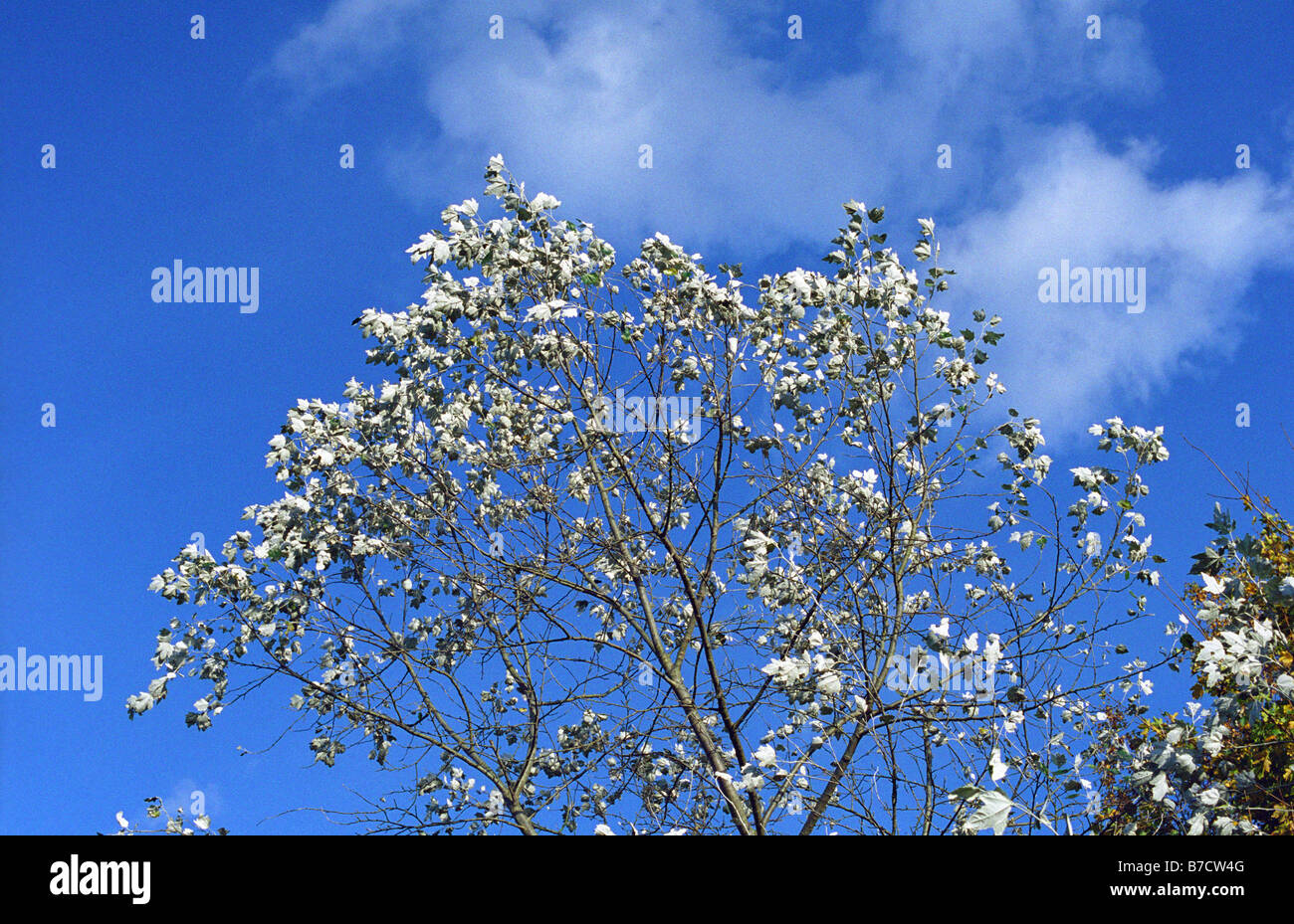 Argento (pioppo pioppo bianco) Tree, Sankey Valley Park, Warrington, Inghilterra, Autunno 2008 Foto Stock