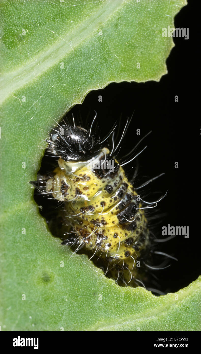 Large White Sarcococca brassicae famiglia Pieridae mangiare brassica Foto Stock