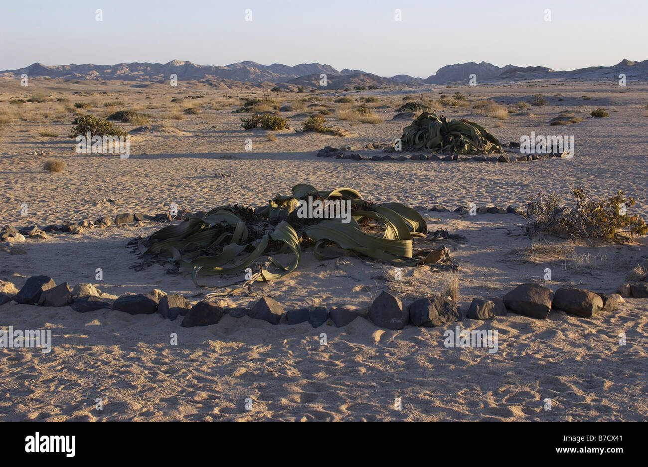 Welwitschia mirabillis Foto Stock