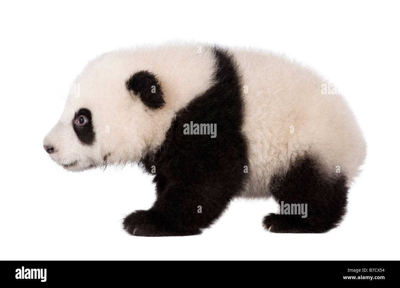 Panda gigante 4 mesi Ailuropoda melanoleuca davanti a uno sfondo bianco Foto Stock