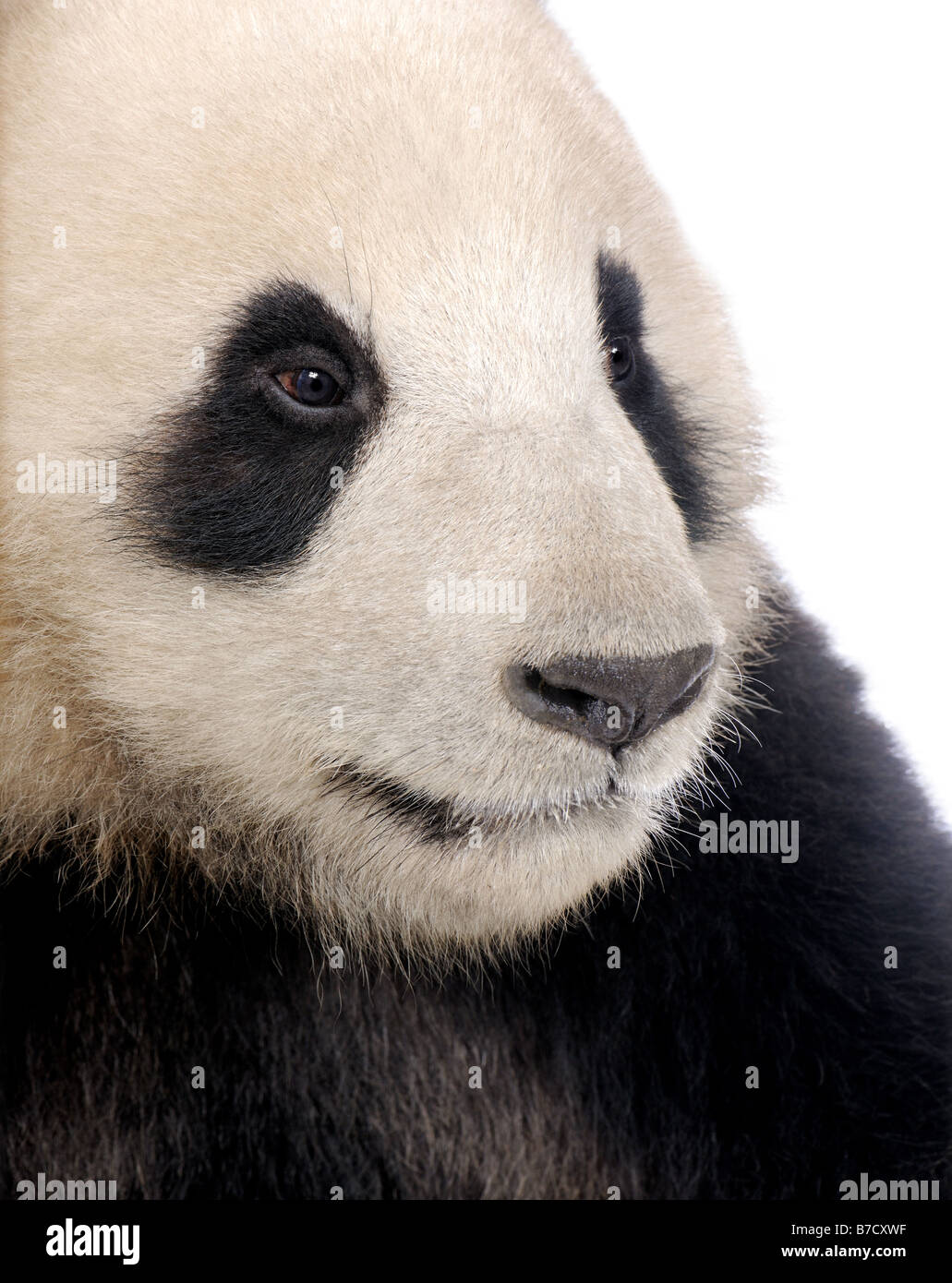 Panda gigante diciotto mesi Ailuropoda melanoleuca davanti a uno sfondo bianco Foto Stock
