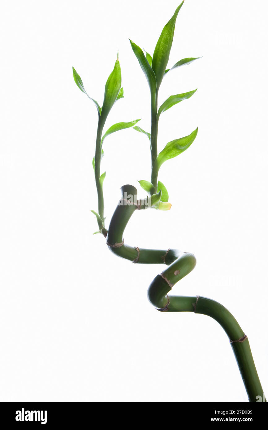 Lucky Bamboo (Dracaena sanderiana) Foto Stock