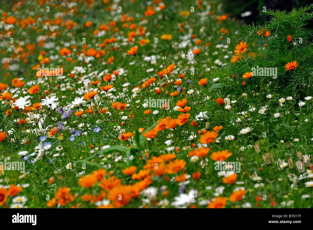 Mix di fiori selvaggi Bohemian Rhapsody bianco arancione viola flower blossom massa bloom tappeto di fiori Foto Stock