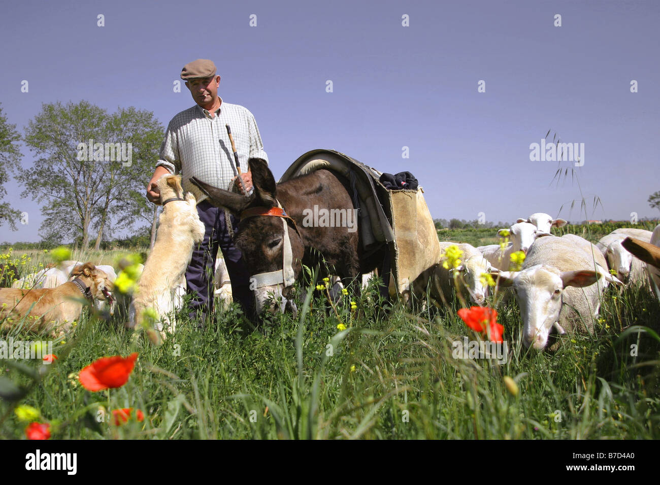 Pastore, pecore e dunkey Foto Stock