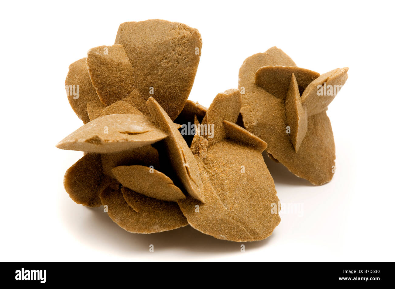 Desert Rose formazioni di rosette di minerali di gesso e di barite poikilotopic con inclusioni di sabbia su uno sfondo bianco Foto Stock
