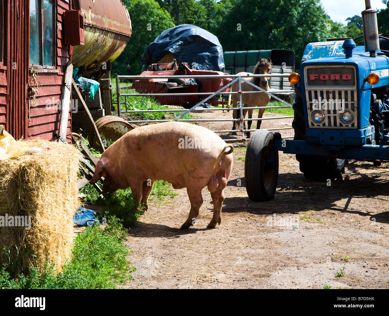 Scena da cortile di sesso maschile con pony di maiale e il trattore Devon England Foto Stock