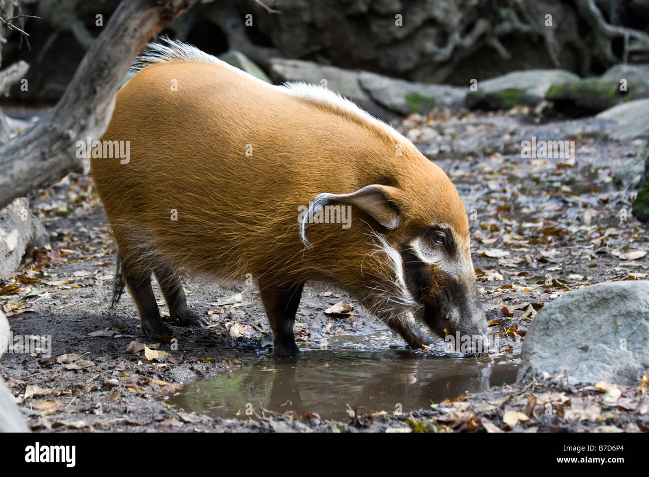 Un Fiume Rosso il porco è visto presso il Bronx Zoo di New York Foto Stock