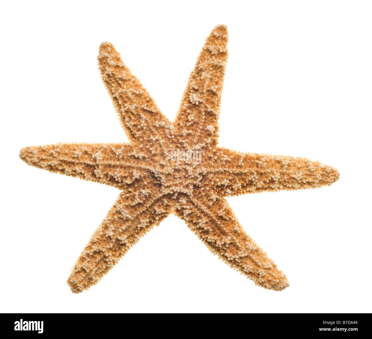 Starfish isolati su sfondo bianco Foto Stock
