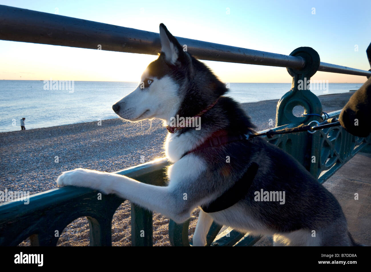 Un Siberian Husky si affaccia al mare da Brighton e Hove Promenade Foto Stock