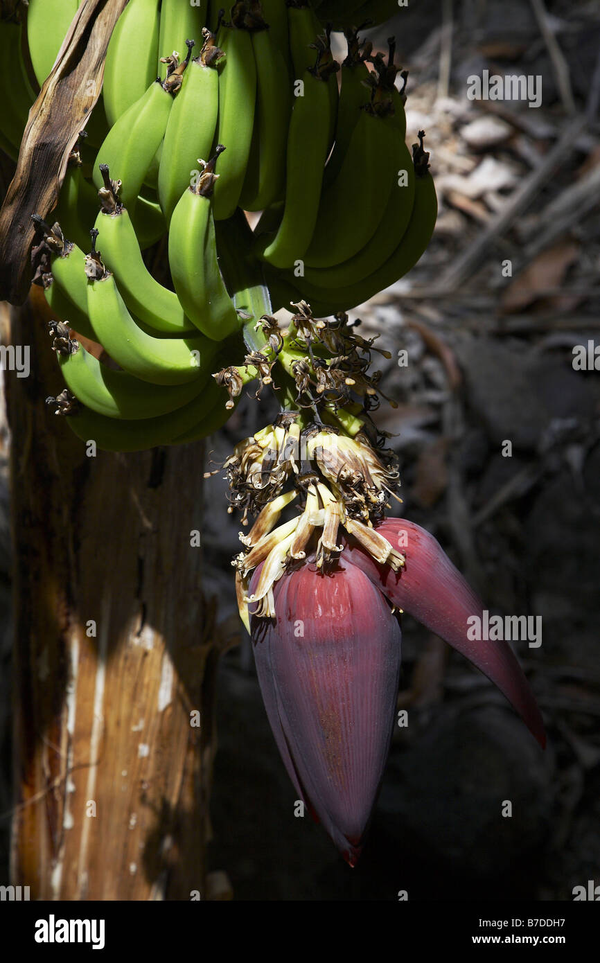 Banana (Musa paradisiaca, Musa x paradisiaca), Blossom, Capo Verde Isole di Capo Verde Foto Stock