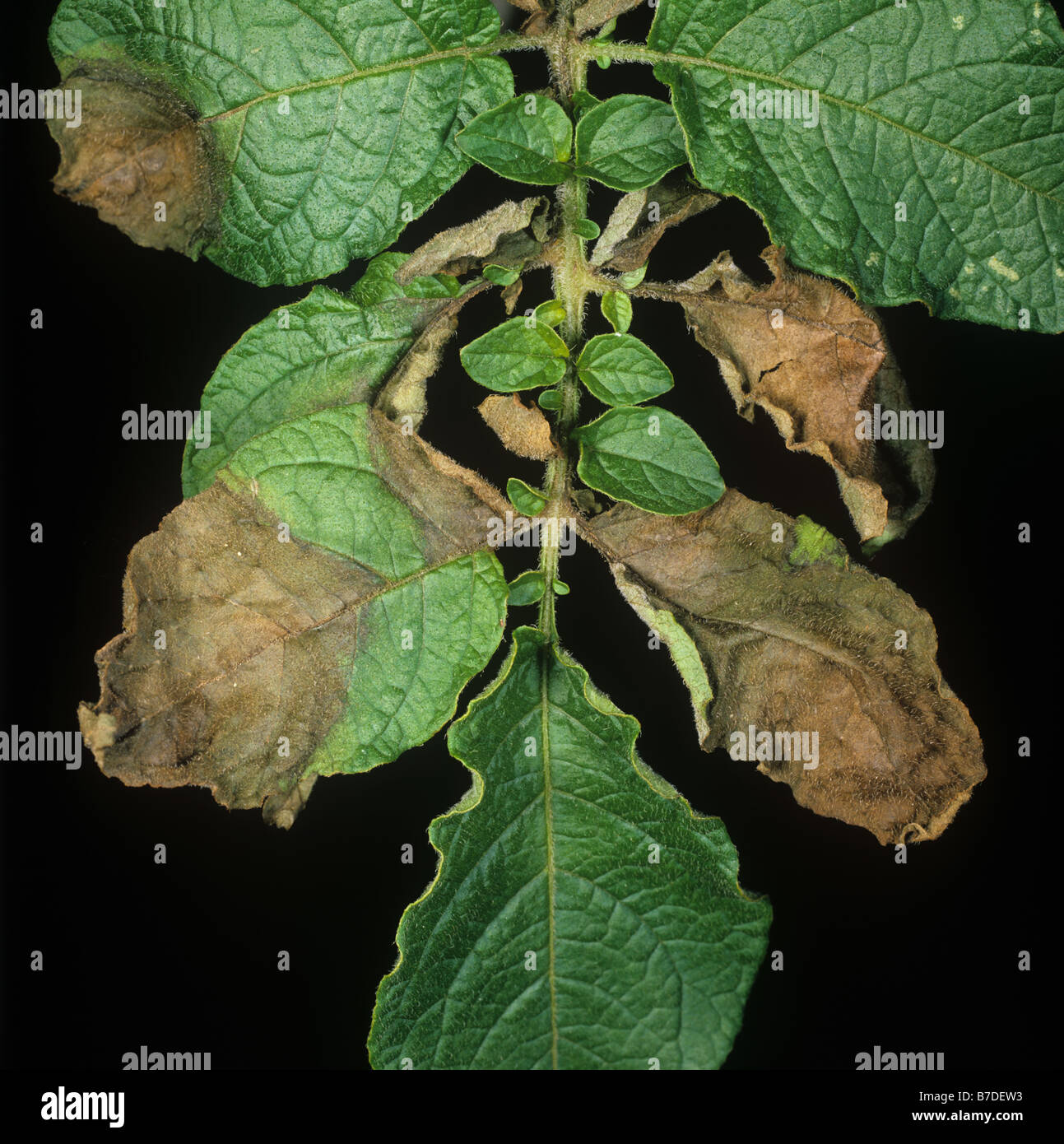 Potato late blight Phytophthora infestans necrotica lesioni della malattia su foglie di patate Foto Stock