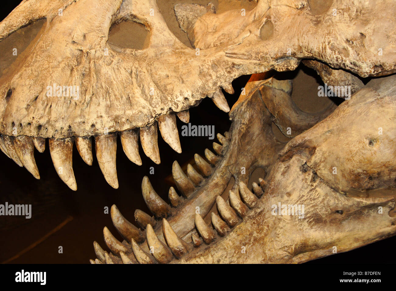 Ganasce di dinosauri in Royal Tyrrell Museum di Drumheller, Alberta Foto Stock