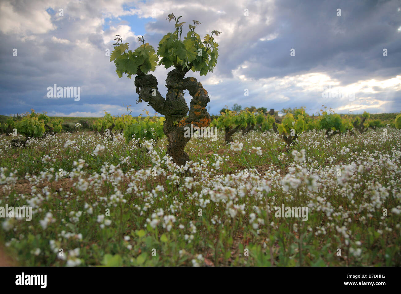 La vite in estate vino Rioja regione Foto Stock