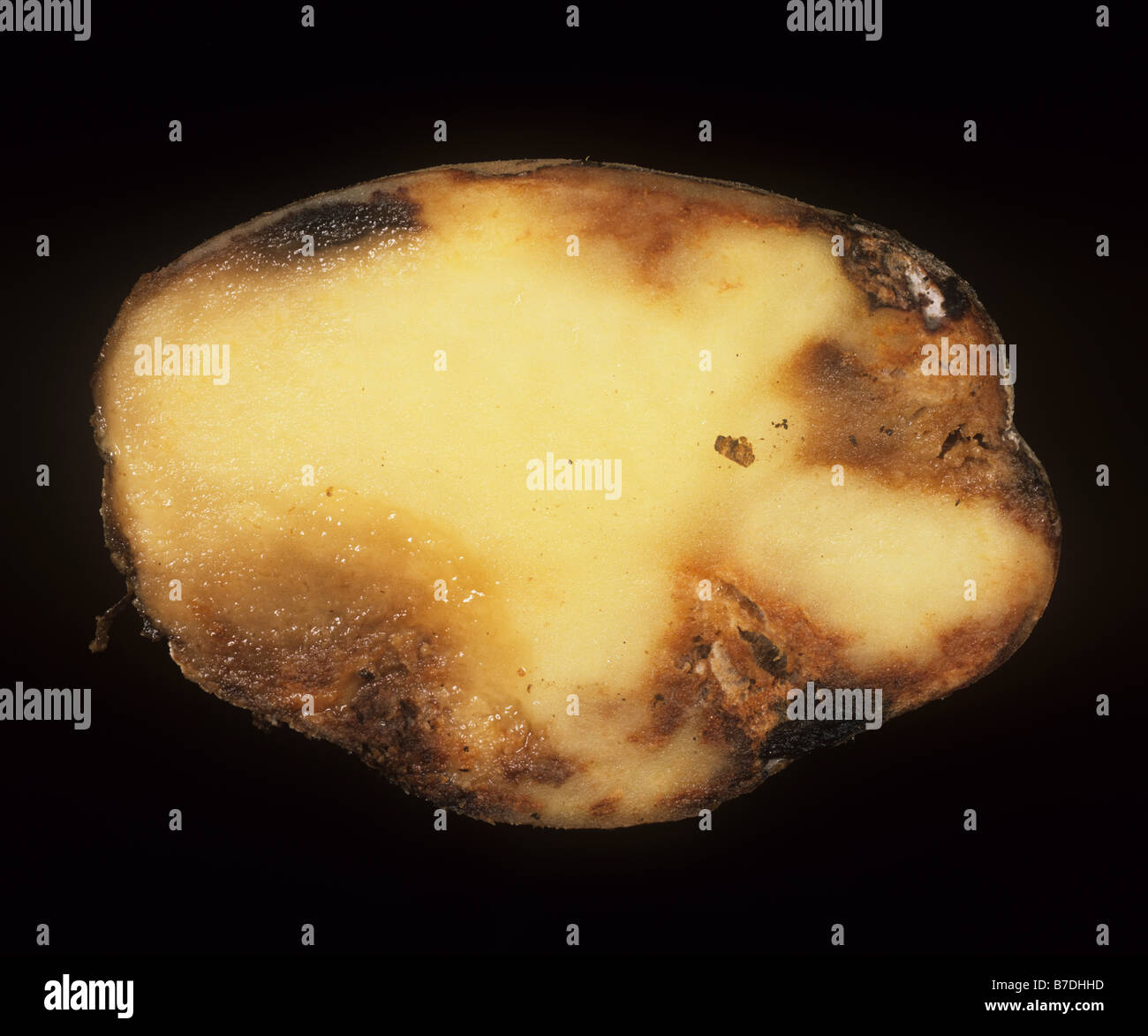 Potato late blight Phytophthora infestans sintomi nella sezione attraverso il tubero di patata Foto Stock