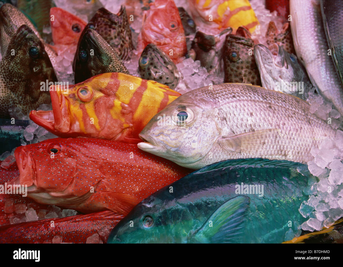 Pesce tropicale Foto Stock