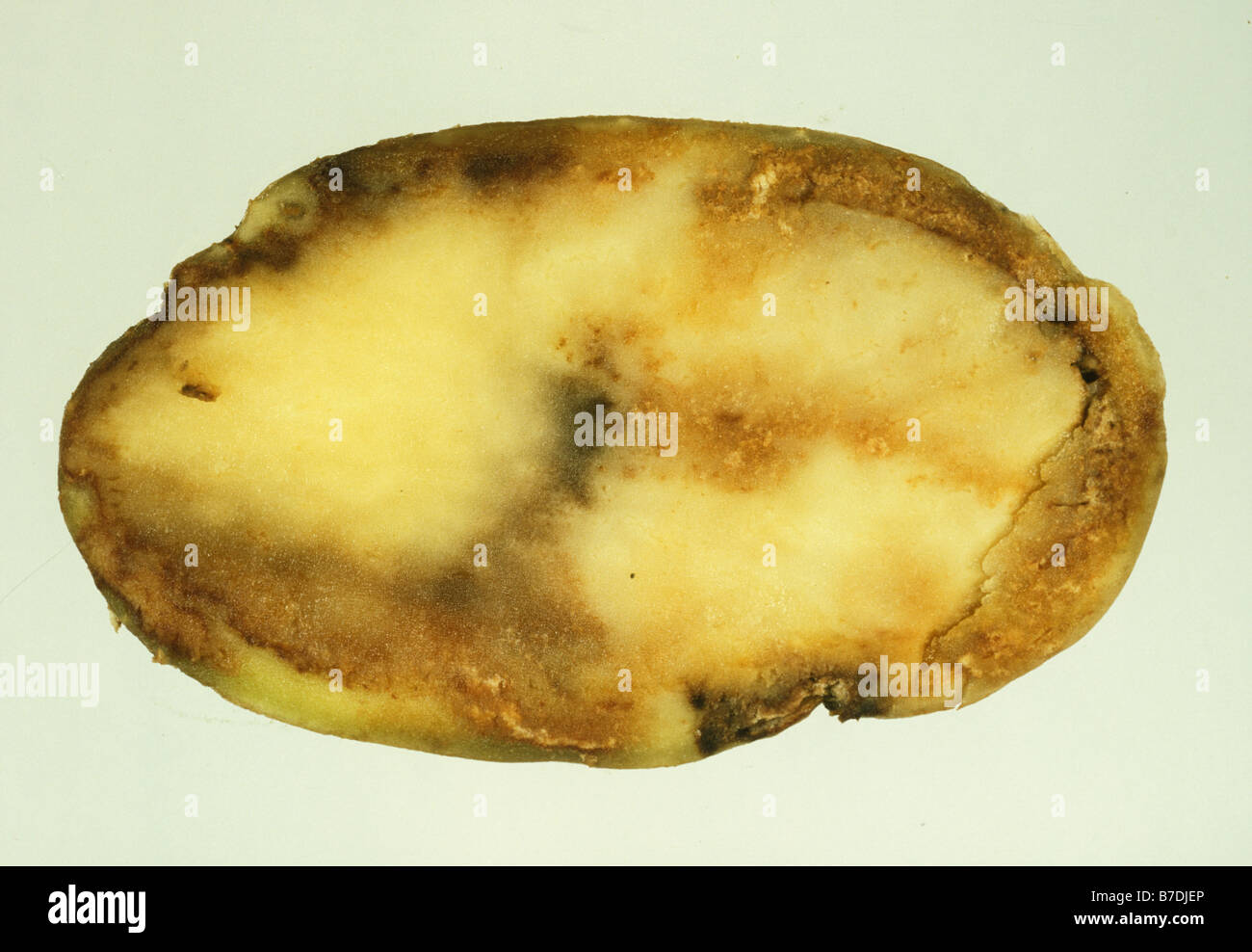 Potato late blight Phytophthora infestans carne danni nella sezione di patate Foto Stock