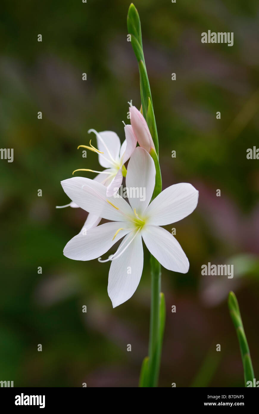 SCHIZOSTYLIS COCCINEA ROSA PRINCESS KAFFIR LILY Foto Stock