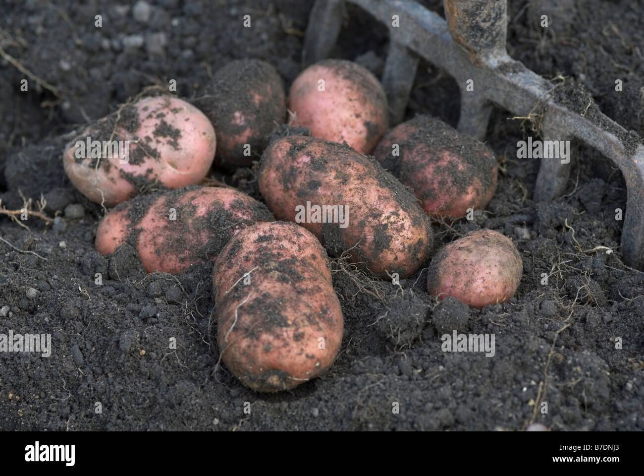 POTATO DESIREE essendo raccolti Foto Stock