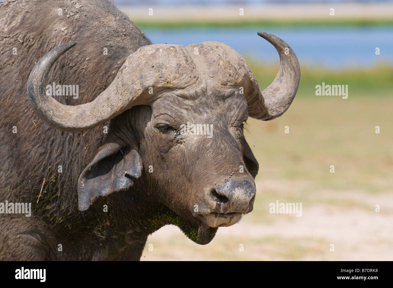 Buffalo a Amboseli National Park in Kenya Foto Stock